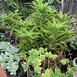 Big Planter & Succulent Plants. 