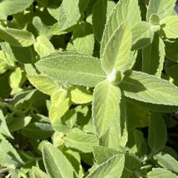 basil mint albahaca menta plant plant yerba buena