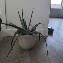 Aloe Vera 