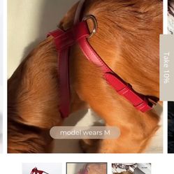 Dog Harness