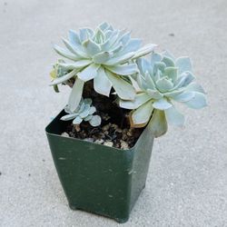 Succulents plants 🪴