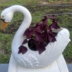 Plastic Swan Planter with Purple Shamrock