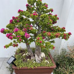 Impressive Bougainvillea Bonsai Tree For Collector 