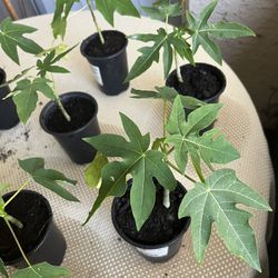 Papaya Seedlings 