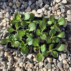 Baby Choi Seedlings 