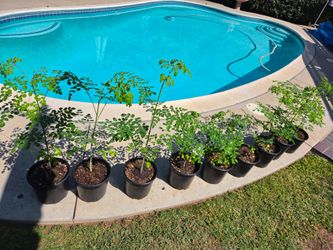 Organic Moringa (Malungay) 2ft to 3ft, starting from $20