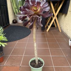 Black Rose Succulent Plant