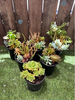 🌱$8 plants 🌱