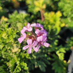 citronella plant