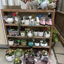 Many Beautiful Succulents 