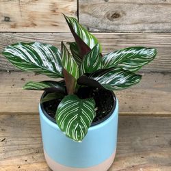 Calathea Ornata Plant In 4” Nursery Pot