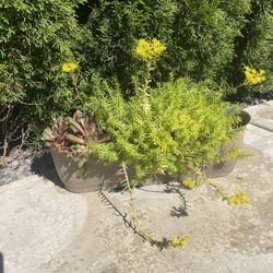 real out door plant with basket 