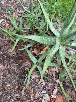 Aloe plants for sale