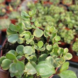 Succulent