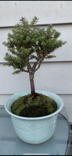 Bonsai tree