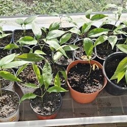 $5 Fruit Tree Seedlings