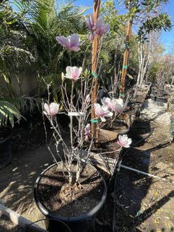 Chinese Magnolia Pink In 25g Container