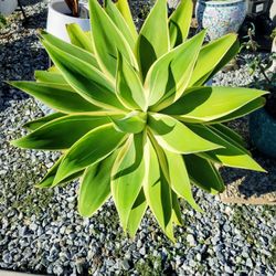 Large Agave Soft Tip Attenuata Foxtail "Ray Of Light" Variegated In Pot