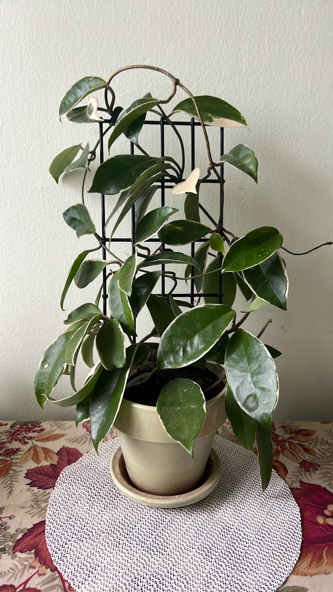 Wax Plant /Hoya ,Hoya/