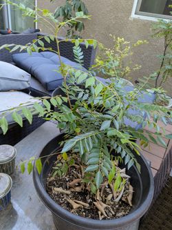 Curry plant (Indian)