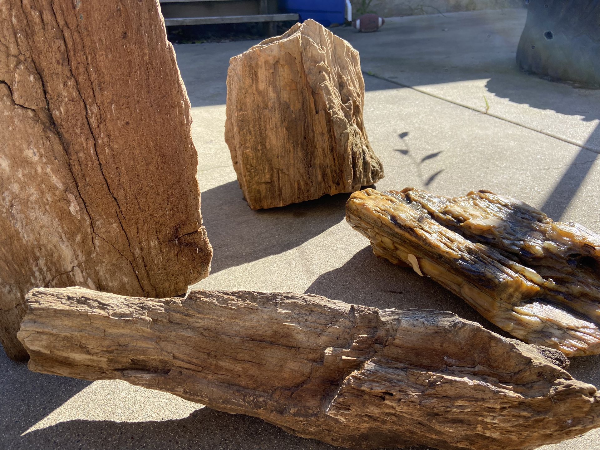 Petrified Wood