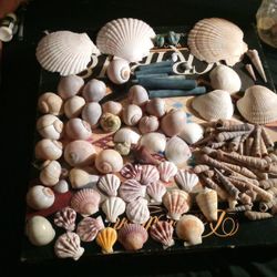 BEAUTIFUL REAL SHELLS 