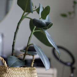 Rubber Tree Plant With Basket