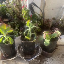 Very Nice Succulents Plants Blooming Nice Small Flowers $10:1