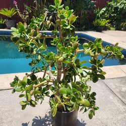 Jade Plant 