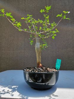 Old Bursera Fagaroides ( Torchwood Copal ) Bonsai Tree