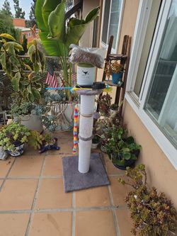 Cat Scratch Post and Food