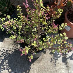 Beautiful Plants Come Get Them Now to Seee Purple Flowers In A 5 Gallon  Pots 