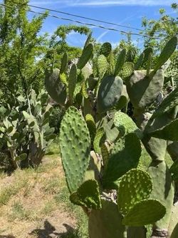 Nopales