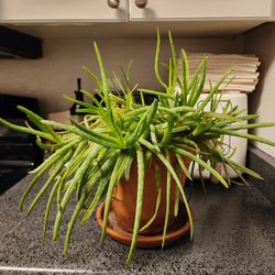 Aloe Vera In 8" Pot