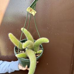 8” Monkey Tail Cactus