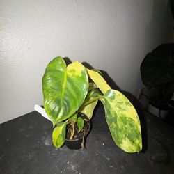 Philodendron Burle Marx Variegated *3.5inch*