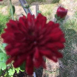 Red Mum