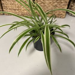 Spider Plant