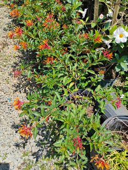 Fire bush plants on sale now $8