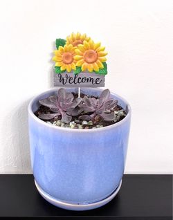 Succulent Plants For Sale 🪴Please Read Description