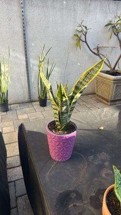 Snake plant
