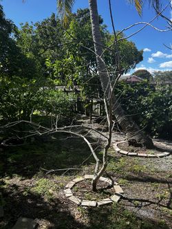 Large Healthy Jocote Plum Fruit Tree