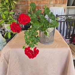 Geranium, Mothers Day Plant