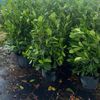 Gardenia Plant