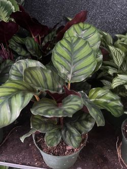 Assorted Calatheas in 6” pot. SPECIAL PRICE 🤩