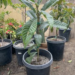 Loquat Fruit Tree / Arbol De Fruta Mispero