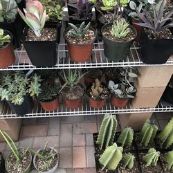 A Variety Of Succulent Plants 