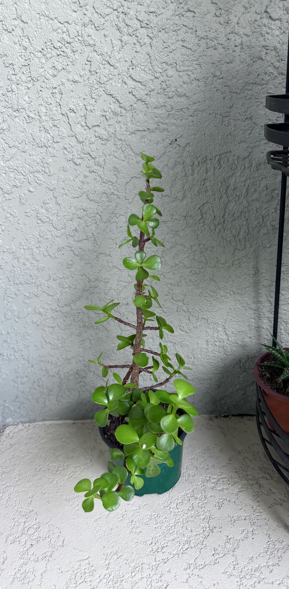 Jade plant