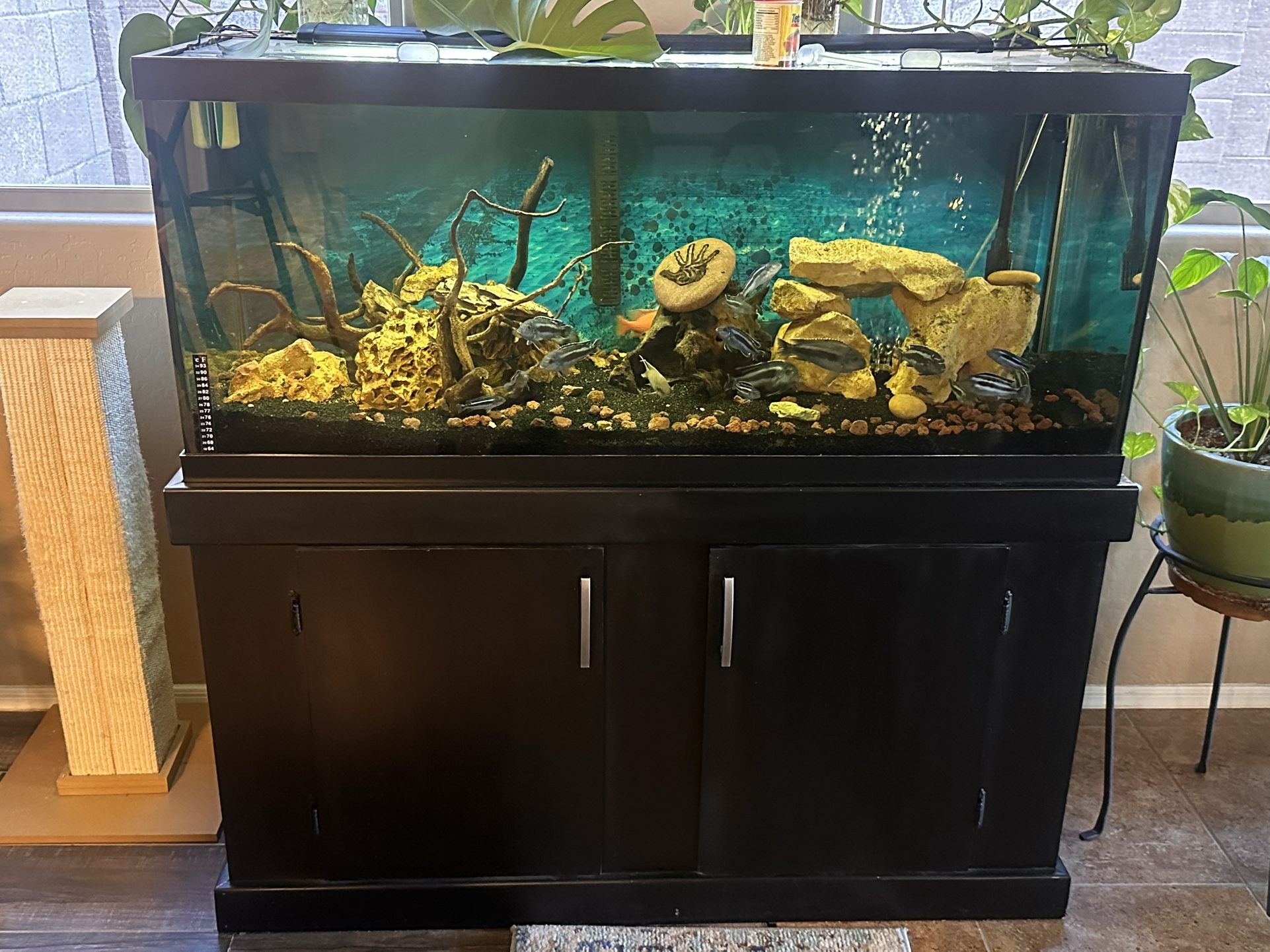 75 Gallon Glass Aquarium And Stand.