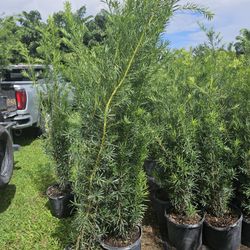 podocarpus Over 5 to 6 feet tall Instant Privacy Hedge For Fence